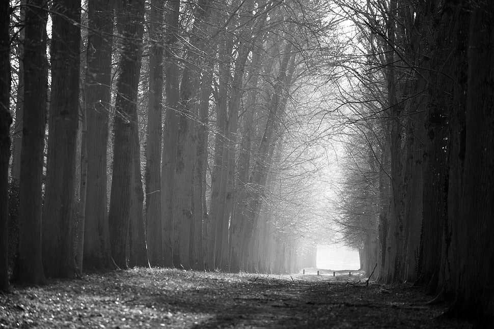 gray pathway between trees covered with fog during daytime HD wallpaper
