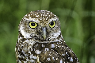 grey and white owl in closeup photography, burrowing owl