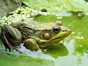 green frog in body of water