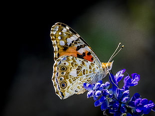 brown, white, and black butterfly perched on blue flowers in closeup photo, vanessa cardui, painted lady