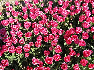 pink roses HD wallpaper