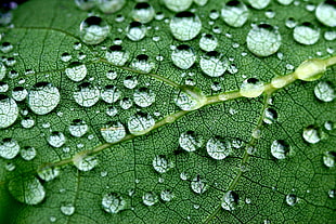 close up photo of green leaf with water drops