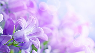 selective focus photography of purple petal flowers
