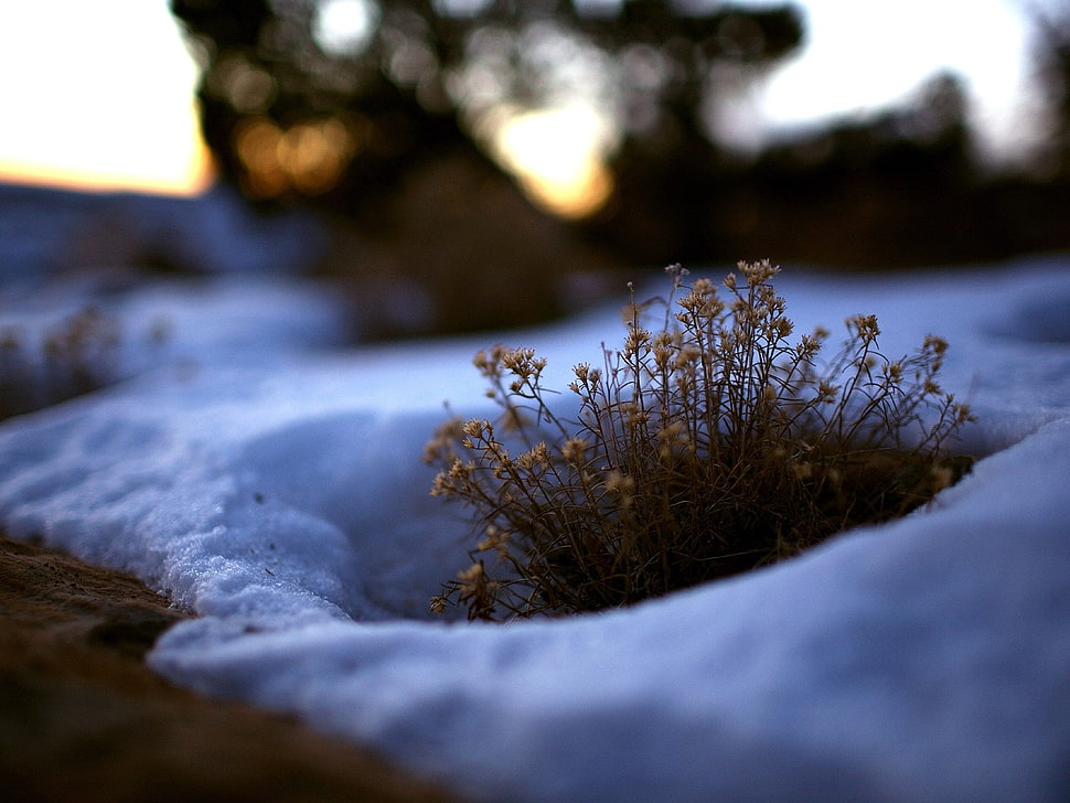 tilt shift lens photography of brown plant HD wallpaper