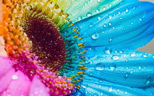 macro photography of blue, teal, pink, and orange petaled flower with water dew