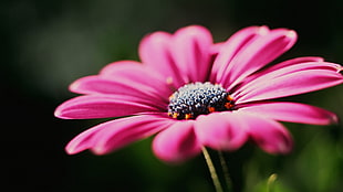 closeup photography of pink osteospermum flower