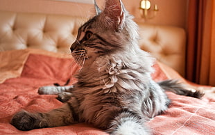 gray and white Persian cat on bed