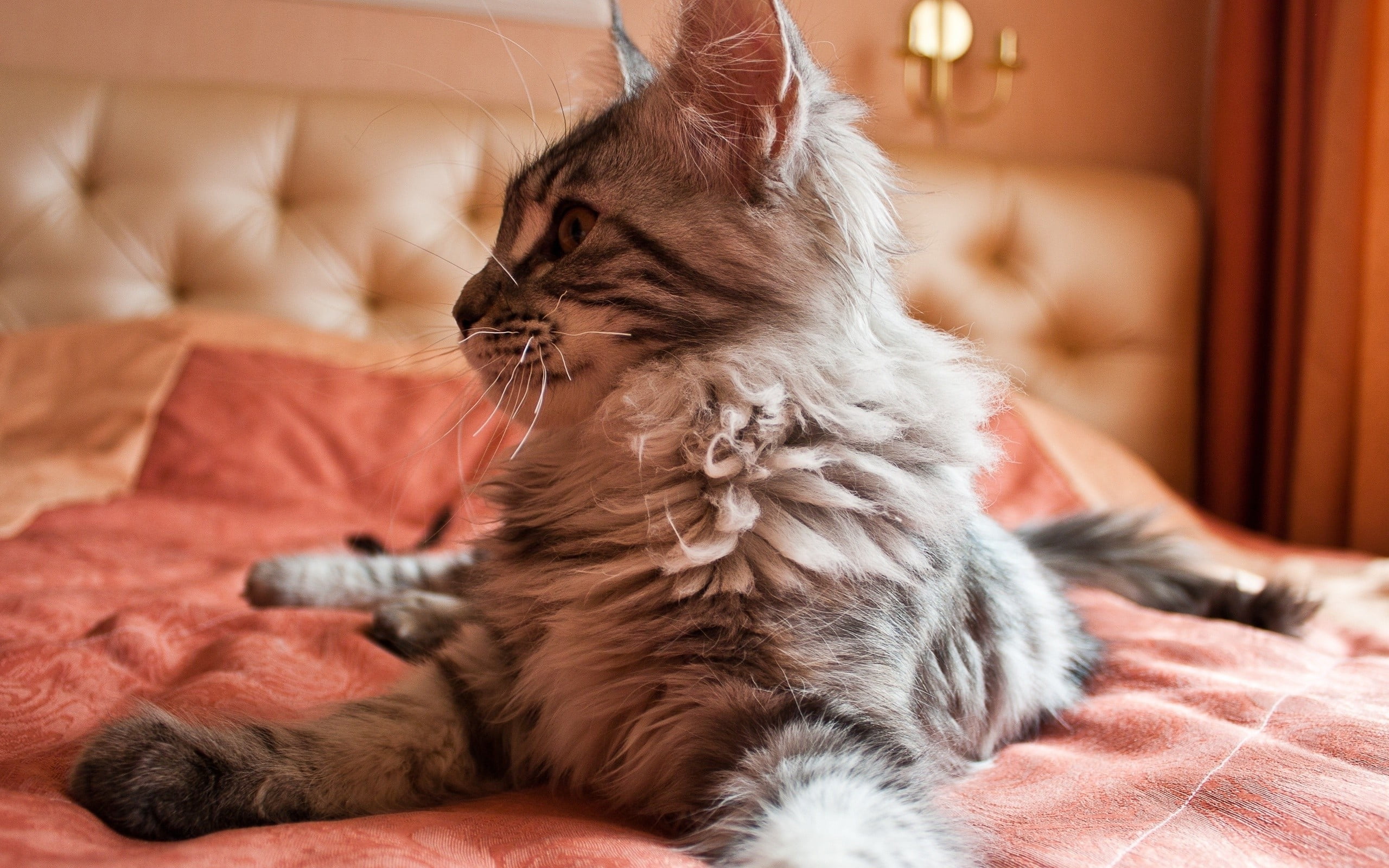 gray and white Persian cat on bed