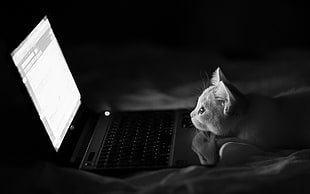 cat looking at laptop computer's monitor