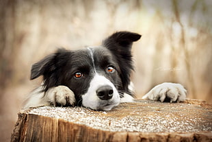 short-coated black and white dog, dog, animals