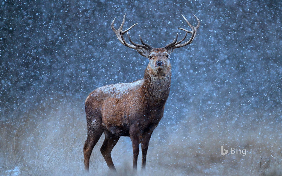 brown reindeer, deer, Bing HD wallpaper