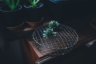 two lotus flowers on gray net