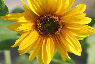 Sunflower close up photography