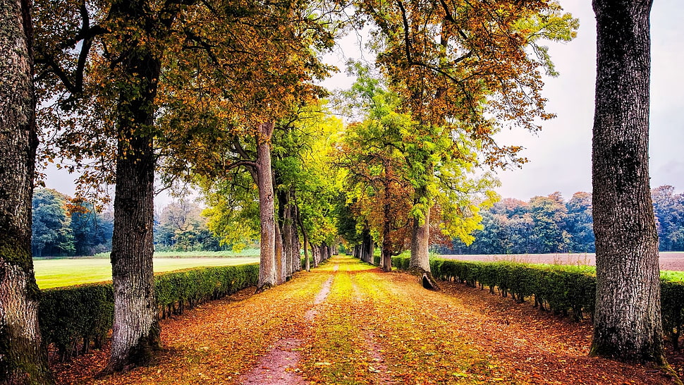 pathway surrounded by trees, trees, lined, road HD wallpaper