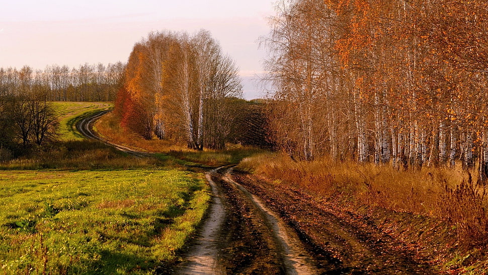 red leafed trees, nature, road HD wallpaper