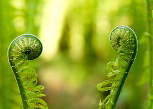 green fern plants HD wallpaper