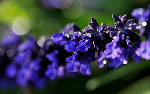 Branch,  Close-up,  Flower,  Purple HD wallpaper