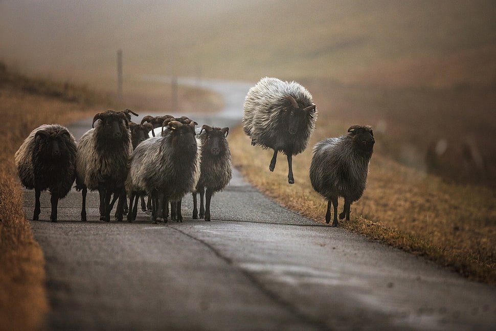 herd of sheep, photography, nature, animals, sheep HD wallpaper