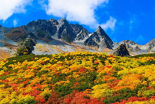 green, red, and yellow leafed plants, fall, mountains, shrubs, clouds HD wallpaper