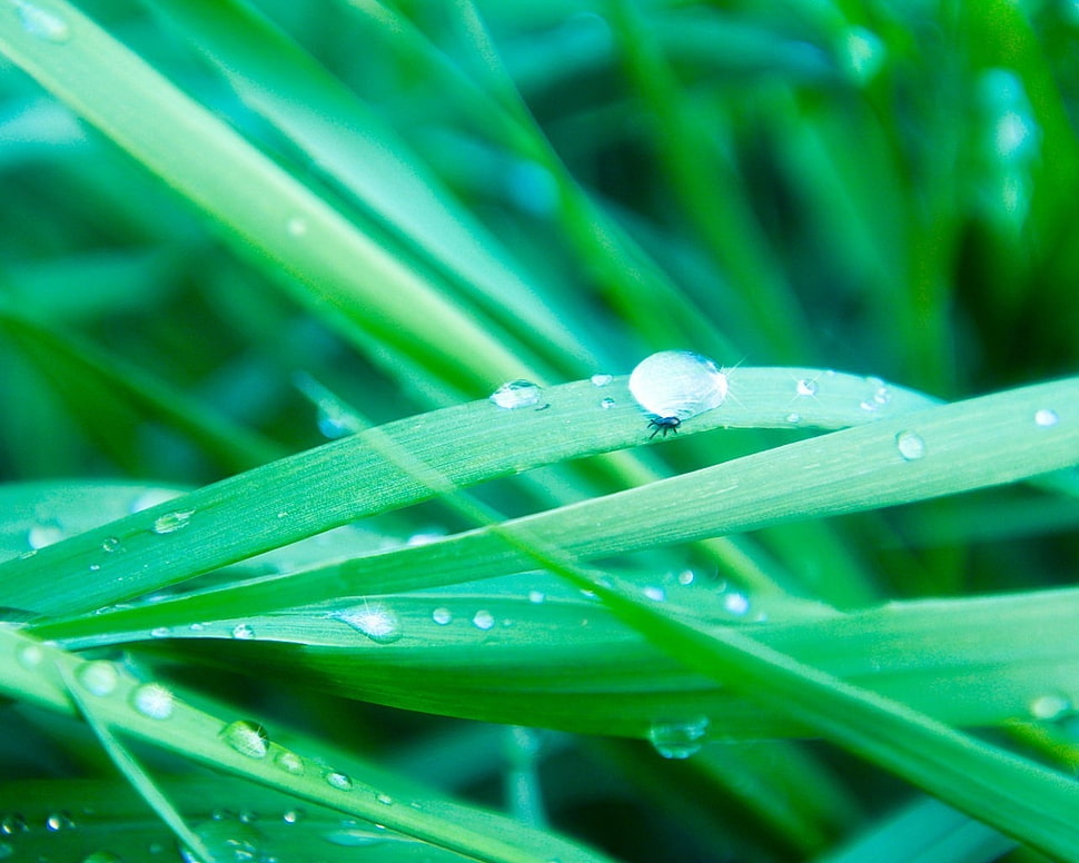green leaves with water drops HD wallpaper