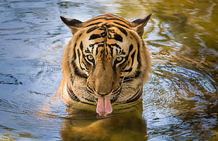 closeup photo of tiger on body of water