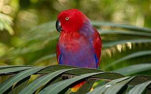 female Eclectus Parrot