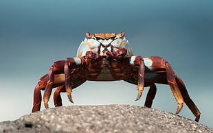 white and brown Crab