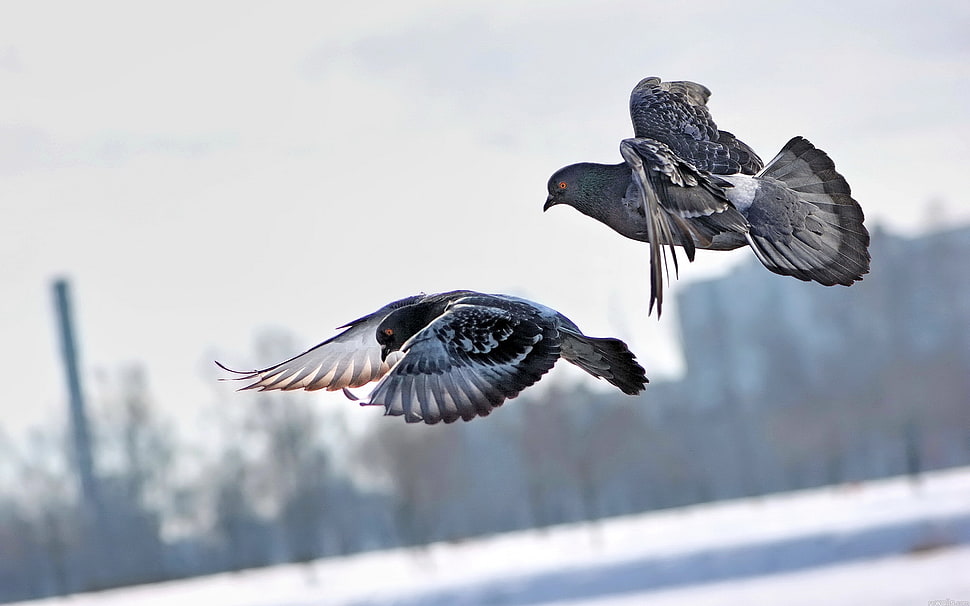 two grey birds flying on mid-air photo HD wallpaper