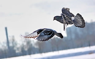 two grey birds flying on mid-air photo
