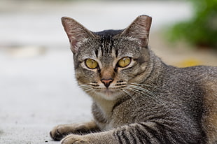 shallow focus photography of silver tabby cat