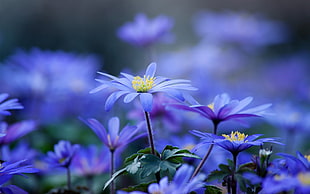 blue flower plants HD wallpaper