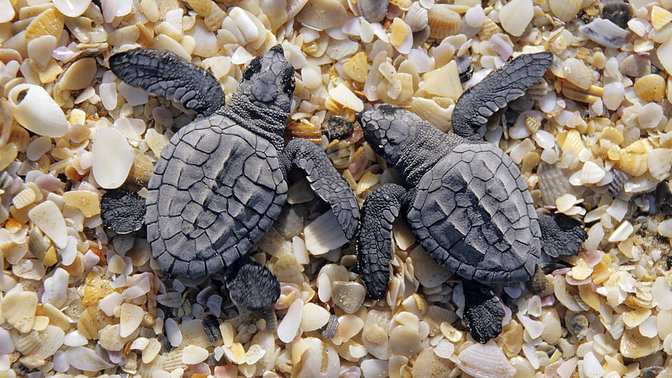 two black turtles on white shells photo HD wallpaper