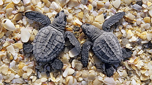 two black turtles on white shells photo