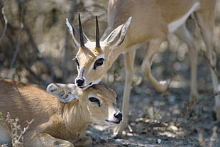 two brown antelope