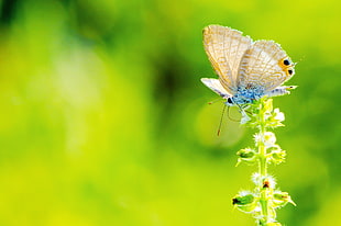white and blue butterfly on green plant in close-up photography, flower