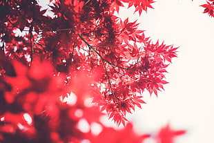 red leaves, Maple Tree, depth of field, leaves, sky