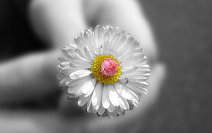 shallow focus photography of white daisy flower HD wallpaper