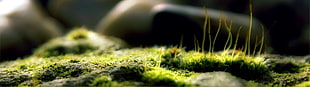 close-up photography of moss