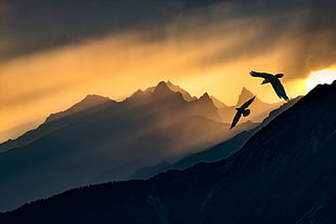 two bird flying over mountains illustration, dark, sky, sunlight, birds