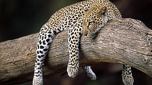 adult leopard, nature, forest, animals, leopard (animal)