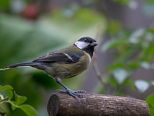selective focus of green, black, and white bird standing on tree branch, great tit