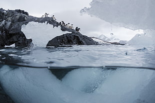 family of penguins, ice, underwater, nature, penguins