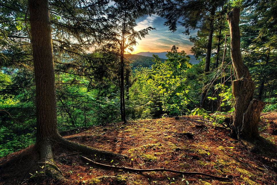 brown tree, landscape, forest HD wallpaper