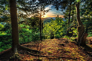brown tree, landscape, forest