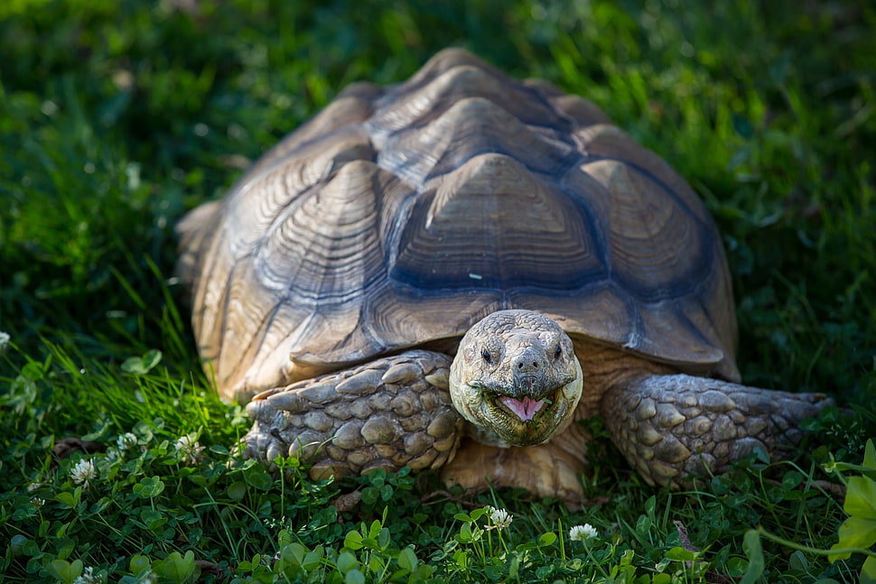 brown turtle on green grass at daytime HD wallpaper