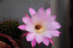 pink Cactus flower in bloom HD wallpaper