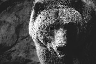 grayscale photo of a grizzly, animals, mammals, bears