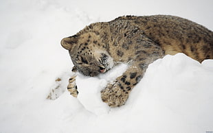 brown leopard, animals, nature, snow, baby animals