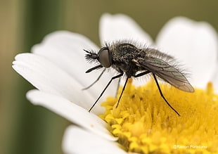 close up photography of black hoverfly perched on white flower, mosquito