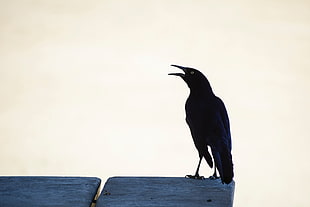 black crow, Raven, Bird, Black